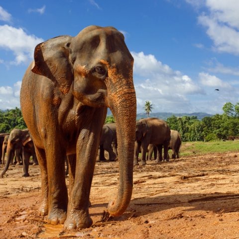 Southern India and Sri Lanka